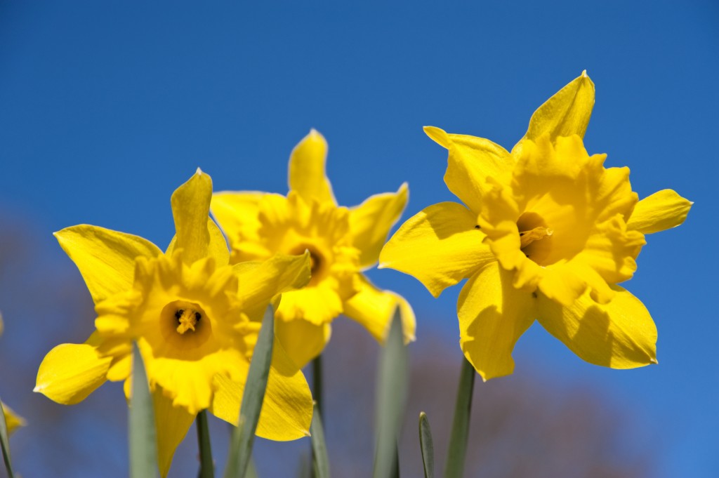 Daffodils with blue Sky