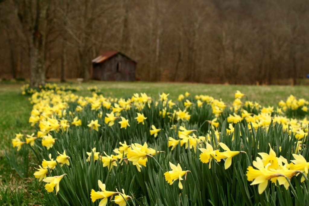 Field of daffodils in March
