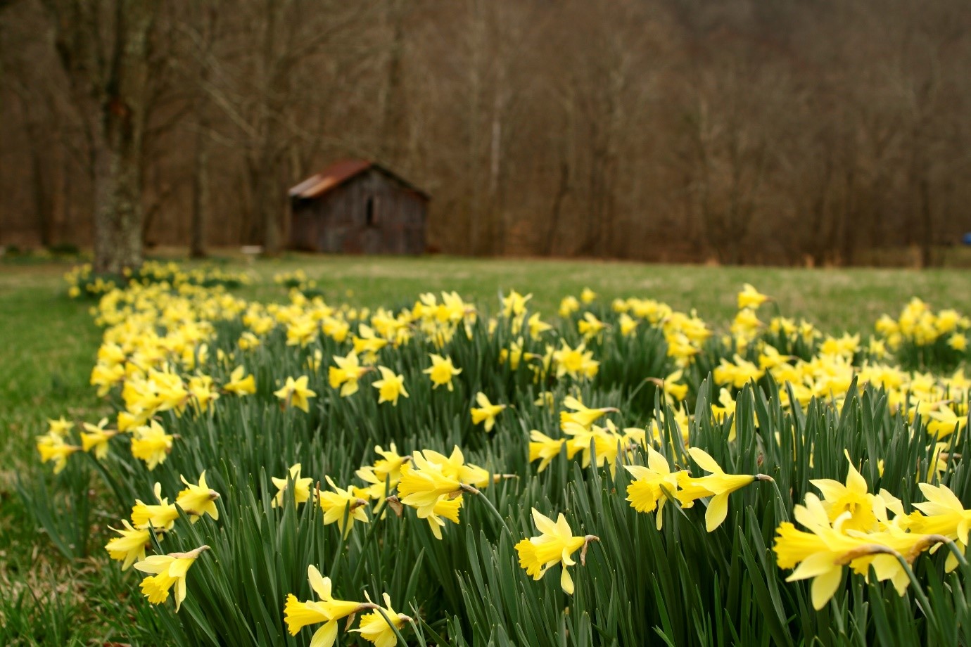 Field of daffodils in March