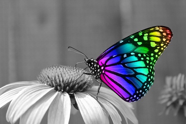 pretty butterfly on a flower