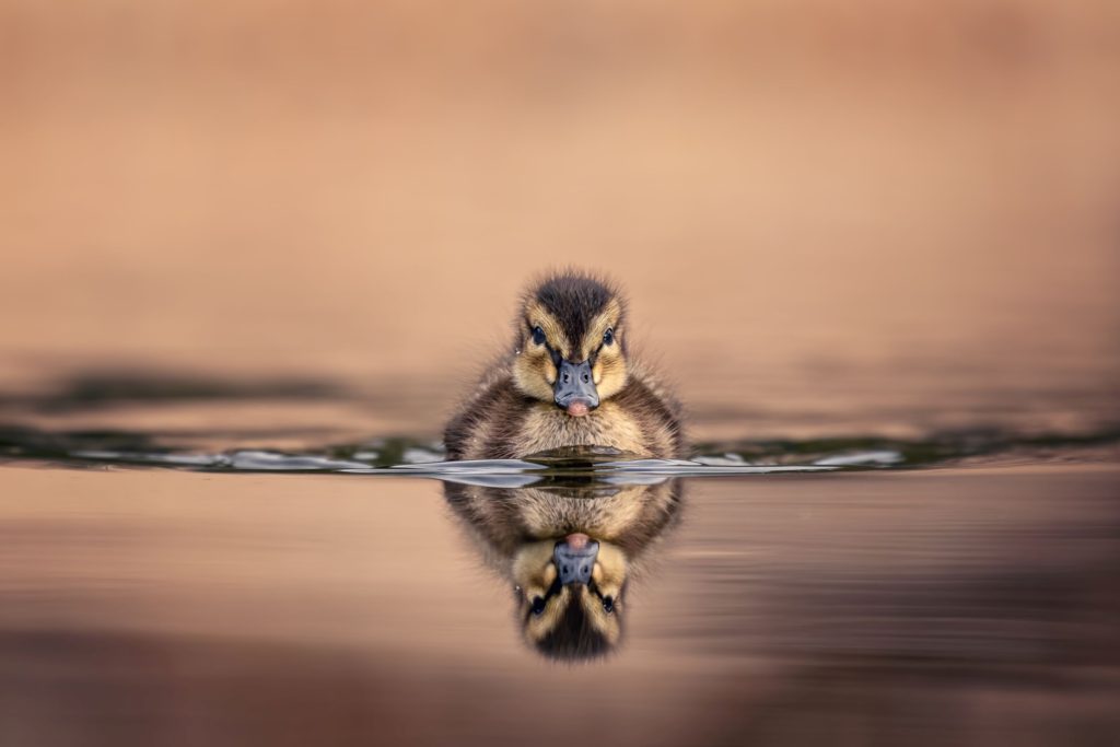 a duckling swimming on the water