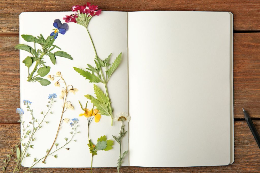 flowers pressed onto a white page